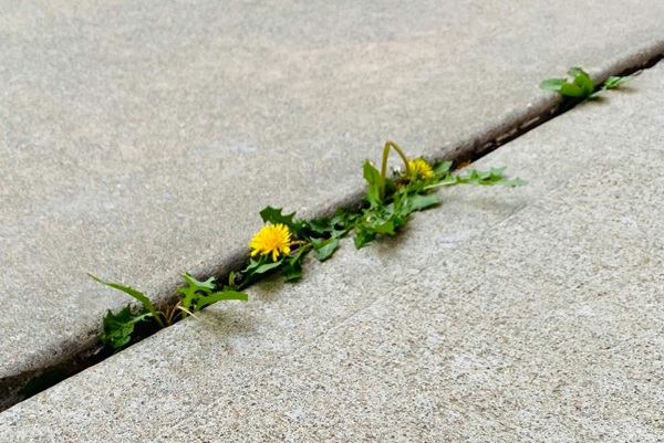 Weekend Reading | Saturday, July 26, 2025